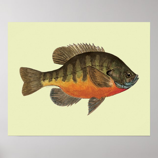 Bluegill Bream Poster (Framsidan)