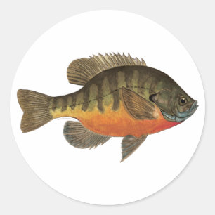 Bluegill Bream Runt Klistermärke