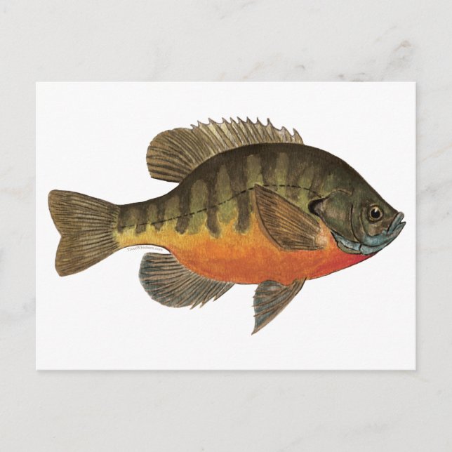 Bluegill Bream Vykort (Framsida)