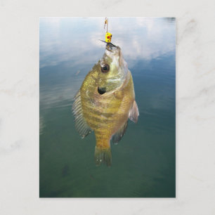 Bluegill Catch Vykort