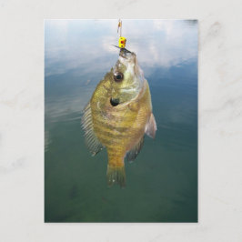 Bluegill Catch Vykort