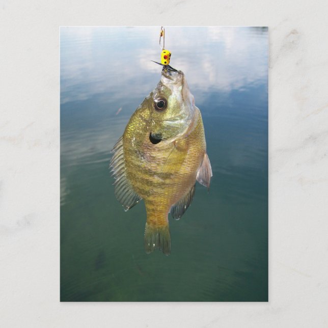 Bluegill Catch Vykort (Framsida)