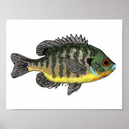 Bluegill Sunfish Poster