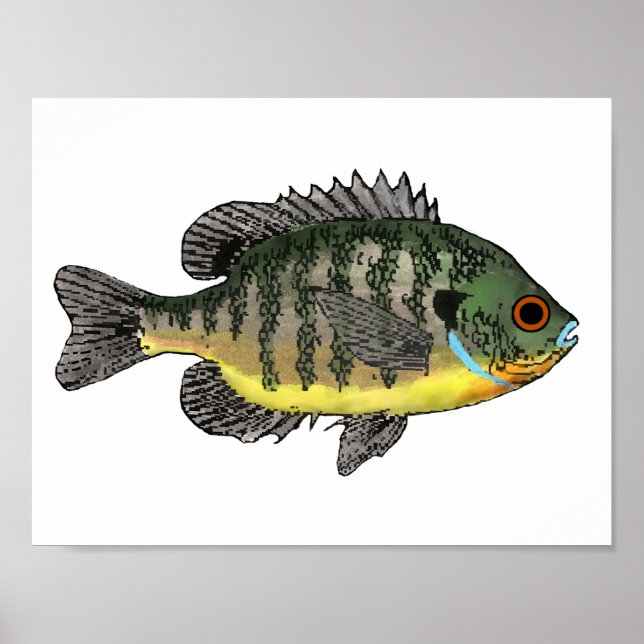 Bluegill Sunfish Poster (Framsidan)