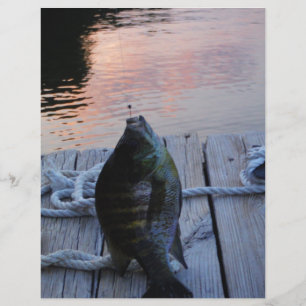 Bluegill vid sunset Sjö Arrowhad