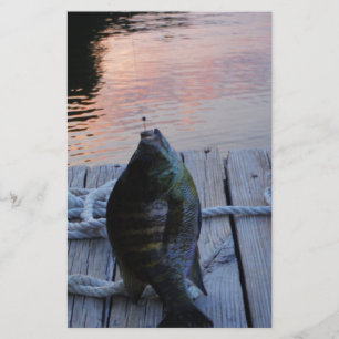 Bluegill vid sunset Sjö Arrowhad