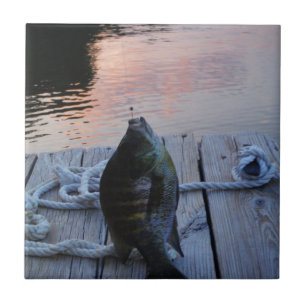 Bluegill vid sunset Sjö Arrowhad Kakelplatta