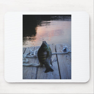 Bluegill vid sunset Sjö Arrowhad Musmatta