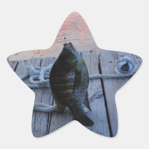 Bluegill vid sunset Sjö Arrowhad Stjärnformat Klistermärke