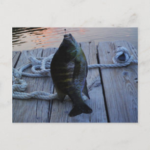 Bluegill vid sunset Sjö Arrowhad Vykort