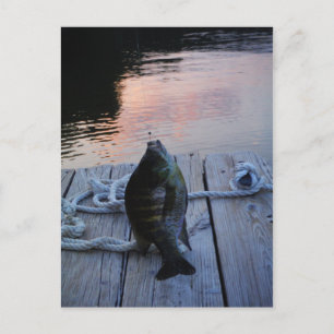 Bluegill vid sunset Sjö Arrowhad Vykort