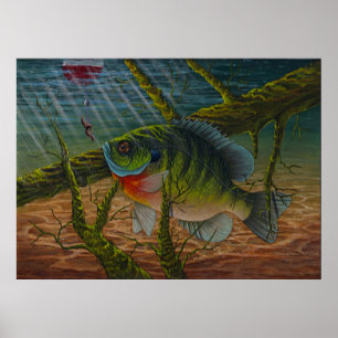 Bluegilltryck Poster