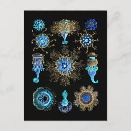 Bluegreen Siphonophorae Vykort