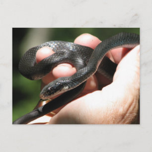 Blueish Black Racer Vykort