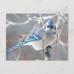 Bluejay 1 vykort