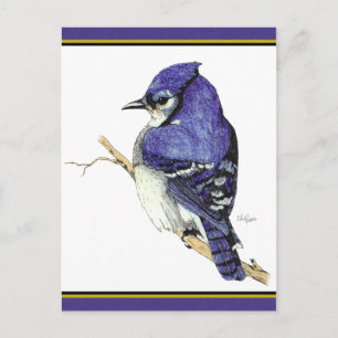 Bluejay 2 vykort