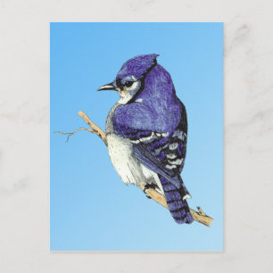 Bluejay 3 vykort