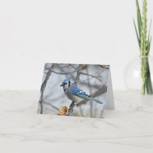 Bluejay blank notecard. tack kort
