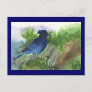 Bluejay in Muskeg Vykort