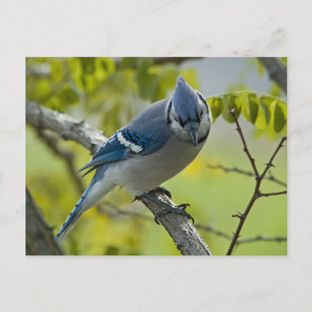Bluejay Postcard Vykort (Framsida)