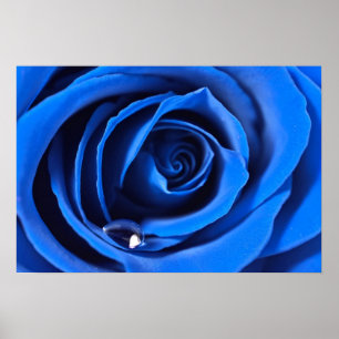 BlueRose affisch