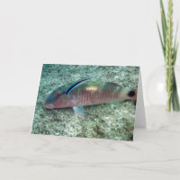 Bluestreak mer ren Wrasse (den Labroides
