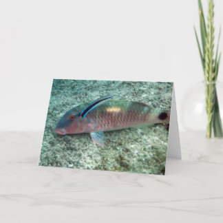 Bluestreak mer ren Wrasse (den Labroides Kort