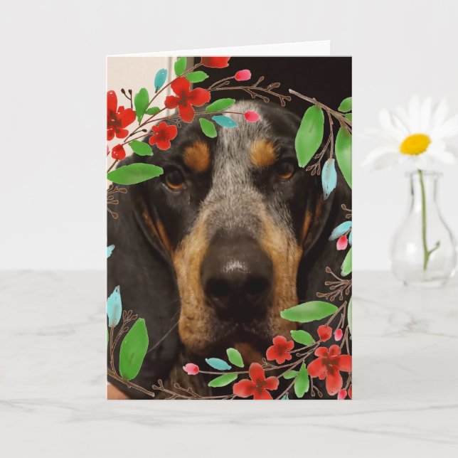 Bluetick Coonhound Hund/ Husdjur Foto Kort (Liten växt)
