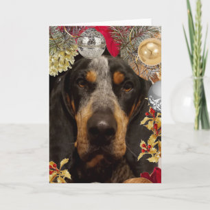 Bluetick Coonhound Hund/ Husdjursfoto jul Kort
