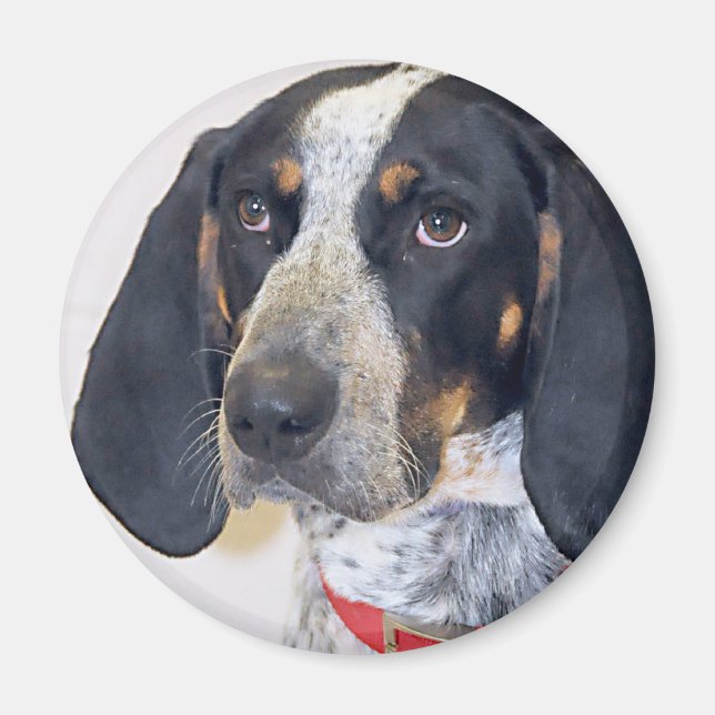 Bluetick Coonhound Photo Magnet (Framsidan)