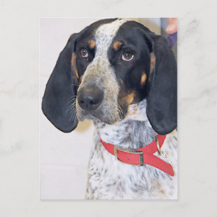 Bluetick Coonhound Photo Vykort