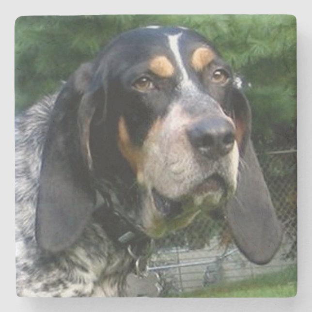 Bluetick Coonhound.png Stenunderlägg (Framsidan)
