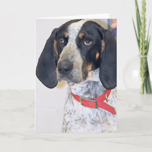 Bluetick Coonhoundfoto Kort