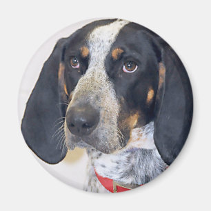 Bluetick Coonhoundfoto Magnet