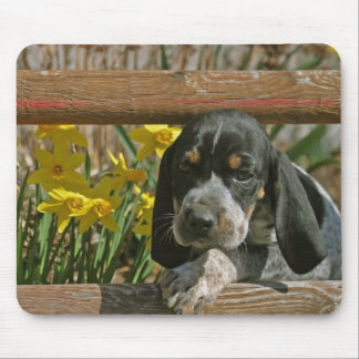 Bluetick valp musmatta