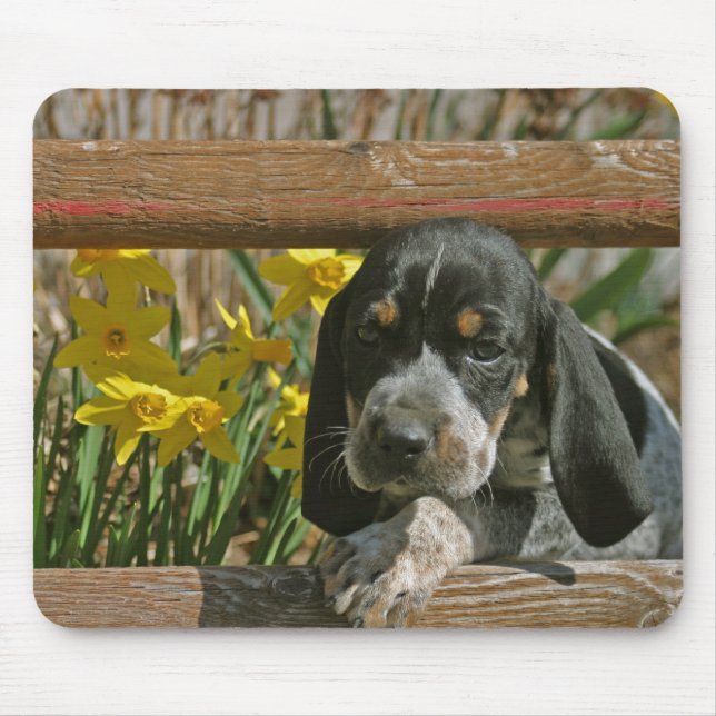 Bluetick valp musmatta (Framsidan)