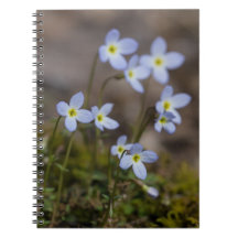 Bluets lila blommor vildblomsnotisbok