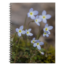 Bluets lila blommor vildblomsnotisbok anteckningsbok med spiral