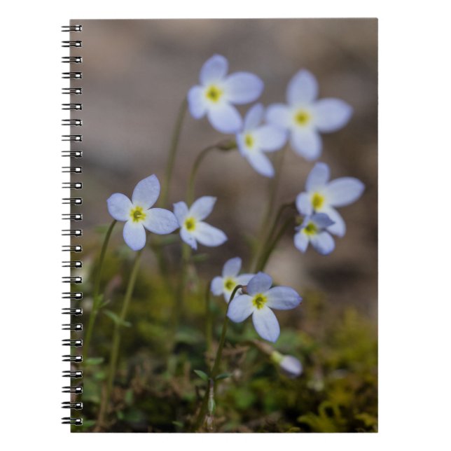 Bluets lila blommor vildblomsnotisbok anteckningsbok med spiral (Framsidan)