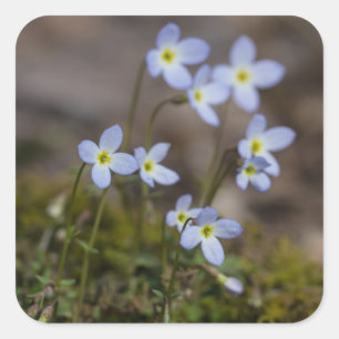 Bluets Little Lila blommor Wildblommor Stickers Fyrkantigt Klistermärke