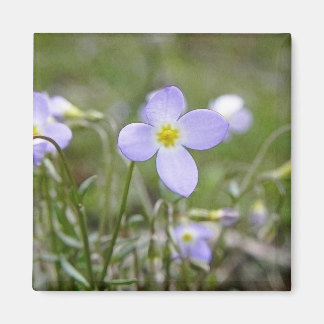 Bluets - Quaker Dam Magnet (Framsidan)