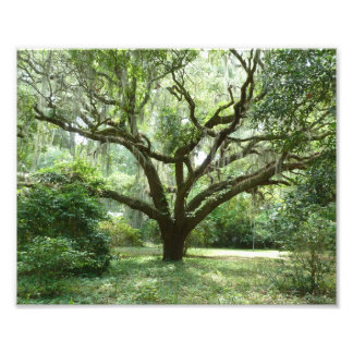 Bluffton Sommareftermiddag Fototryck