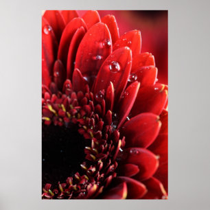 Blume Poster