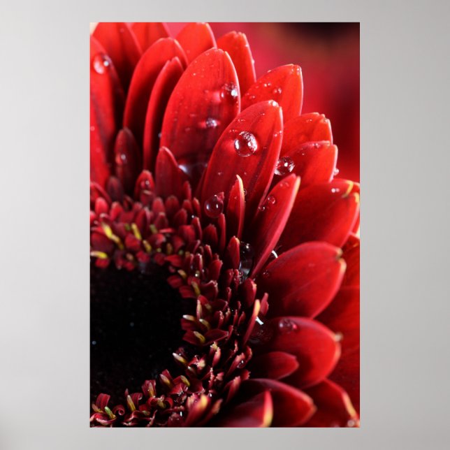 Blume Poster (Framsidan)