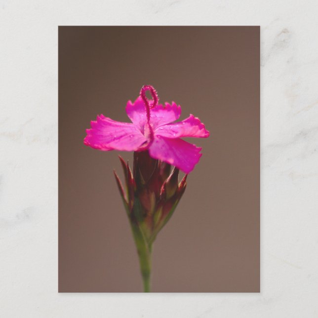 Blumengruß für Deine Liebsten Vykort (Framsida)