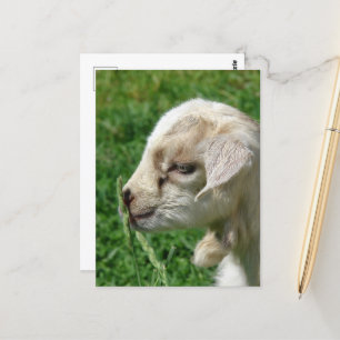 Blunda Baby Goat Vykort