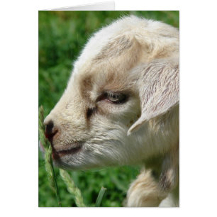 Blunda på Goat Kid Hälsningskort