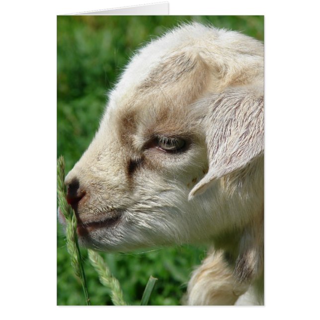 Blunda på Goat Kid Hälsningskort (Framsidan)