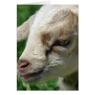 Blunda på Goat Kid Hälsningskort