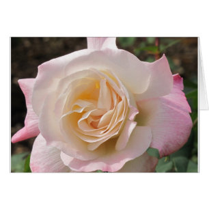 Blusande Rosa ros OBS Kort